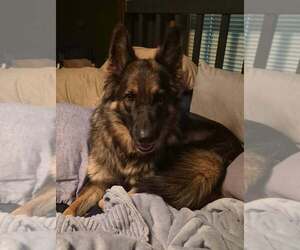 Heidi - Female German Shepherd Dog Dog for Adoption - Photo #2