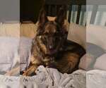 Small Photo #2 German Shepherd Dog Puppy For Sale in Evansville, IN, USA