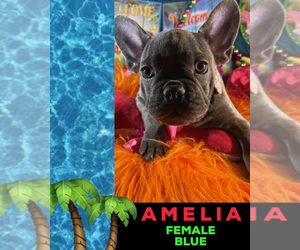 French Bulldog Puppy for sale in HEATHROW, FL, USA