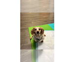 Small #7 Dachshund