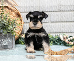 Puppy Simon Schnauzer (Miniature)