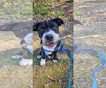 Small #9 American Pit Bull Terrier-American Staffordshire Terrier Mix