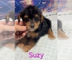 Suzy - Female Yorkipoo Puppy for Sale - Photo #2
