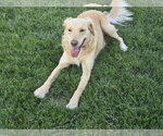 Small Photo #12 Golden Labrador Puppy For Sale in Minneapolis, MN, USA
