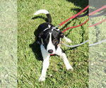 Small #5 Border Collie Mix