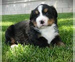 Puppy Bear Bernese Mountain Dog