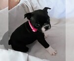 Puppy Pink Penny Boston Terrier