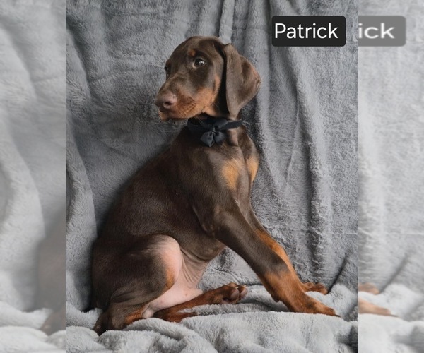 Medium Photo #3 Doberman Pinscher Puppy For Sale in POMEROY, OH, USA