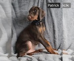 Small #2 Doberman Pinscher