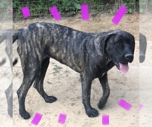 Mastiff Puppy for sale in BRANTLEY, AL, USA