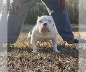 American Bully Puppy for sale in COVINGTON, GA, USA