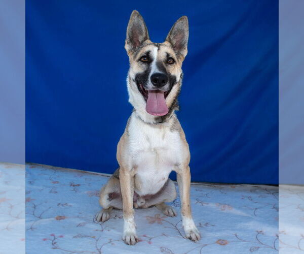 Medium Photo #2 German Shepherd Dog Puppy For Sale in Pasadena, CA, USA