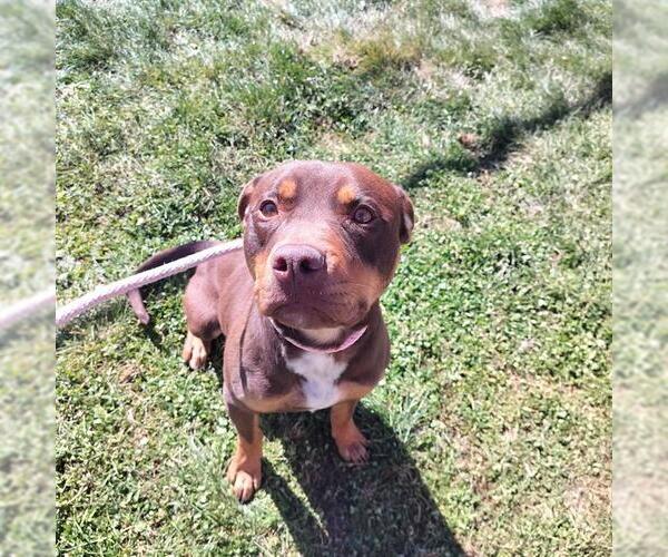 Medium Photo #1 Mutt Puppy For Sale in Pueblo, CO, USA