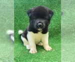 Puppy 4 Akita