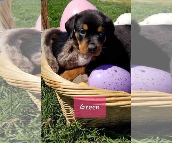 Medium Photo #17 Rottweiler Puppy For Sale in COLUMBIA, MO, USA