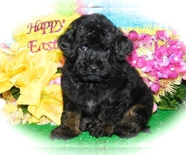 Medium Photo #1 Poodle (Toy) Puppy For Sale in HAMMOND, IN, USA
