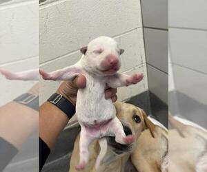 Labrador Retriever-Unknown Mix Dogs for adoption in San Antonio, TX, USA