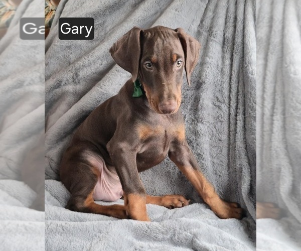 Medium Photo #6 Doberman Pinscher Puppy For Sale in POMEROY, OH, USA