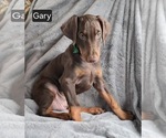 Small #5 Doberman Pinscher