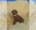 Small Photo #3 Poodle (Standard) Puppy For Sale in LOWELL, AR, USA
