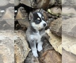 Small Photo #10 Alaskan Klee Kai-Pomsky Mix Puppy For Sale in STAPLES, MN, USA