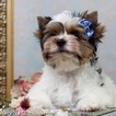 Small Photo #2 Biewer Terrier Puppy For Sale in CULLOWHEE, NC, USA