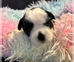 Image preview for Ad Listing. Nickname: Coconut