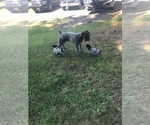 Small #23 Wirehaired Pointing Griffon