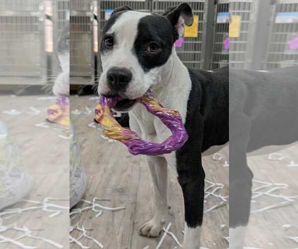 Medium Photo #3 Mutt Puppy For Sale in Murfreesboro, NC, USA