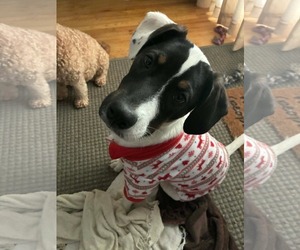 American Pit Bull Terrier-Unknown Mix Dogs for adoption in Germantown, OH, USA