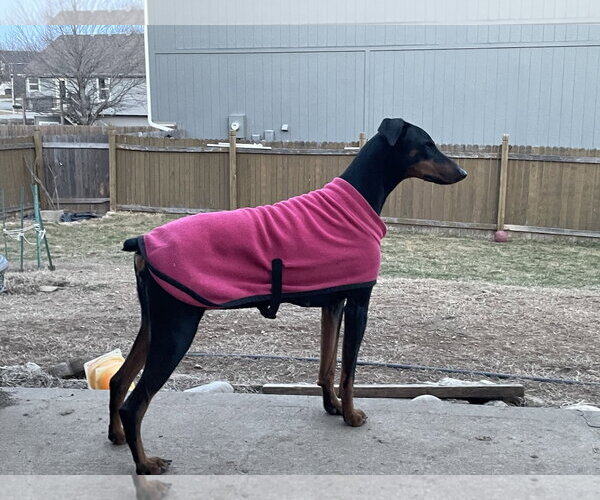 Medium Photo #8 Doberman Pinscher Puppy For Sale in Minneaoplis, MN, USA