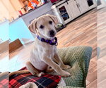 Small #3 Labrador Retriever Mix