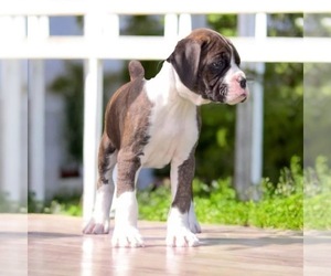Boxer Litter for sale in VICTORIA, TX, USA