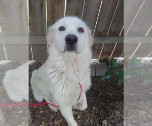 Great Pyrenees Dogs for adoption in Spring, TX, USA