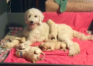 Goldendoodle Puppy for sale in VANCOUVER, WA, USA