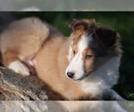 Small Photo #9 Shetland Sheepdog Puppy For Sale in HONEY BROOK, PA, USA