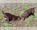 Small Photo #3 German Shorthaired Pointer Puppy For Sale in LITTLETON, CO, USA