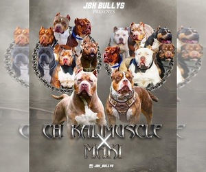 American Bully Puppy for sale in HOPEWELL, VA, USA