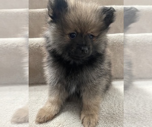 Pomeranian Puppy for sale in HGHLNDS RANCH, CO, USA