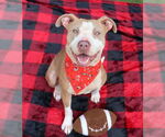 Small #7 American Pit Bull Terrier Mix