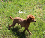 Small #18 Poodle (Toy)