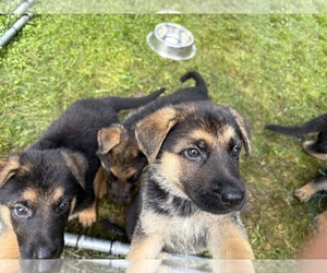 German Shepherd Dog Puppy for sale in FORT WAYNE, IN, USA