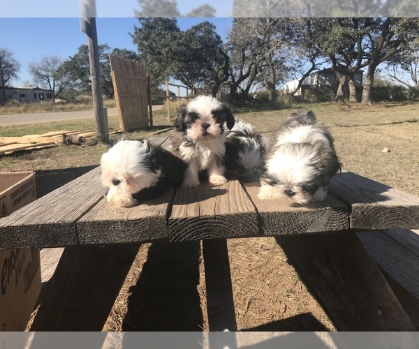 Medium Photo #4 Shih Tzu Puppy For Sale in POTEET, TX, USA