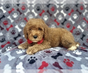 Cavapoo Puppy for sale in LAKELAND, FL, USA