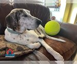 Small #18 Great Dane