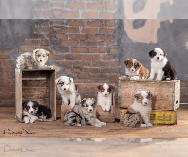 Medium Photo #5 Australian Shepherd Puppy For Sale in LODA, IL, USA