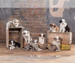 Small #4 Australian Shepherd