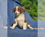 Small #5 Australian Shepherd-Chihuahua Mix