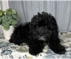 ShihPoo Puppy for sale in GREENWOOD, IN, USA