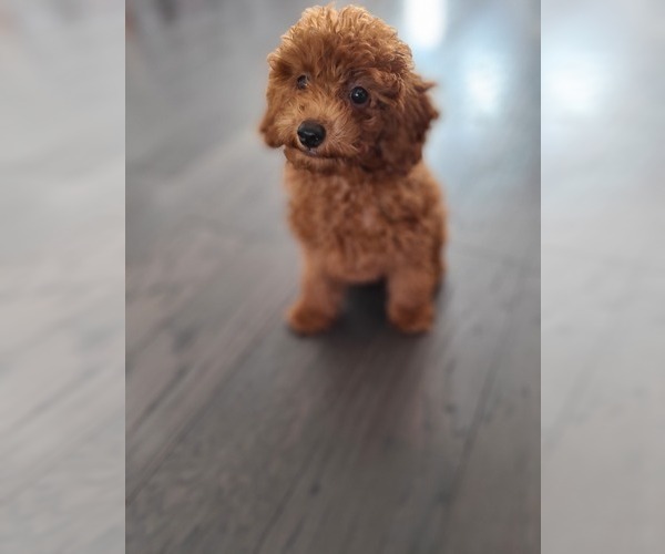 Medium Photo #5 Poodle (Toy) Puppy For Sale in CHANTILLY, VA, USA